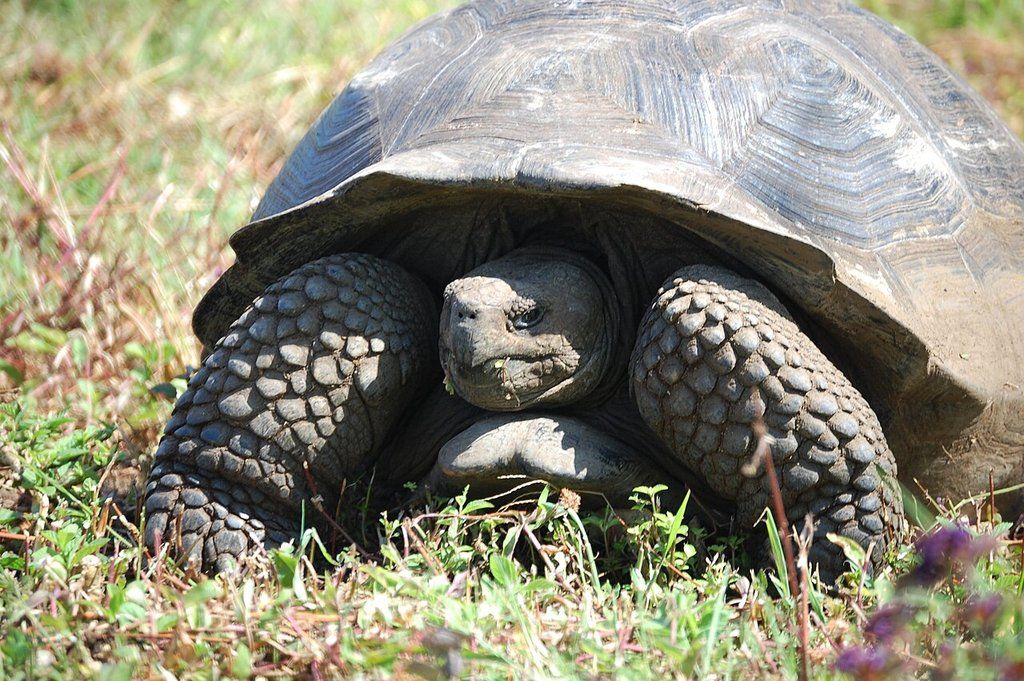 Giant tortoise, Galápagos