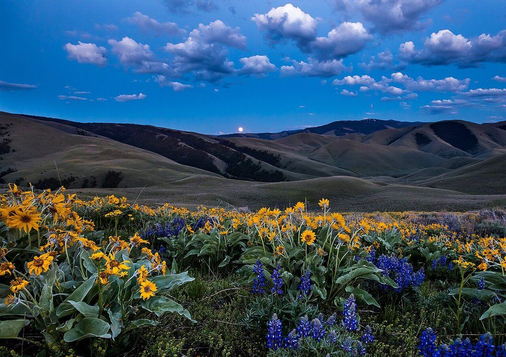 Wildflowers below Lemhi Pass, Idaho