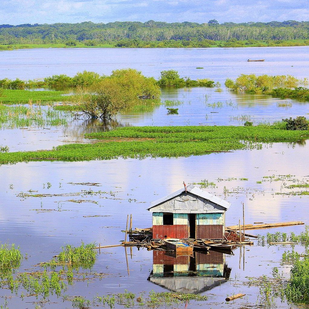Amazon floodplain near Iquitos