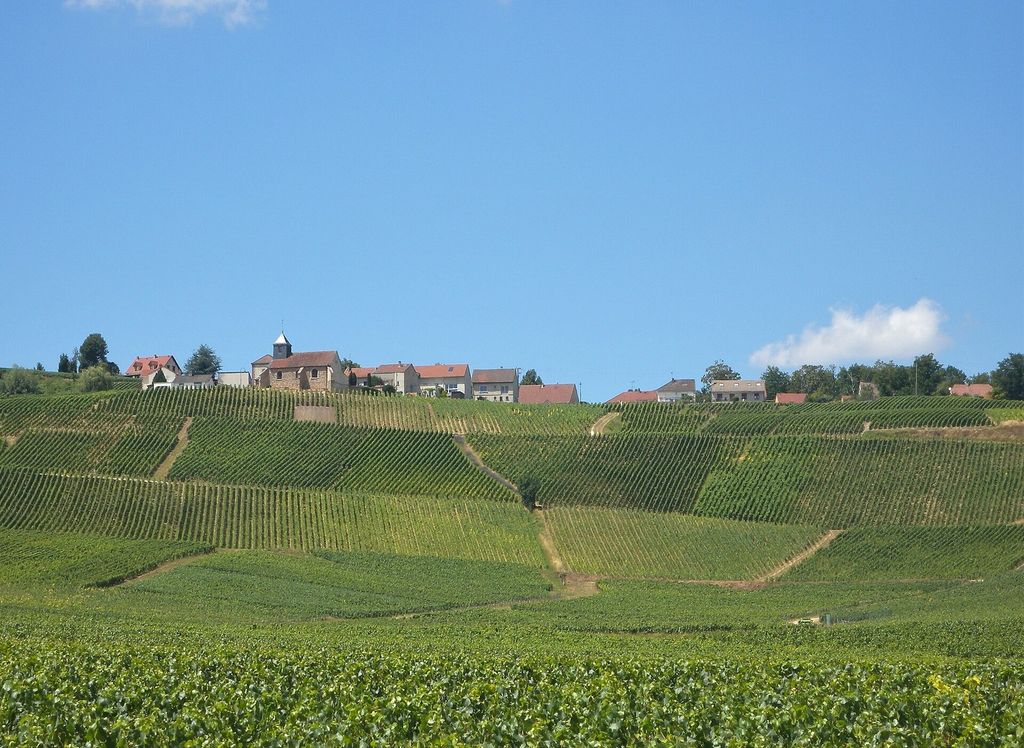 Champagne vineyards at Mutigny, near Épernay