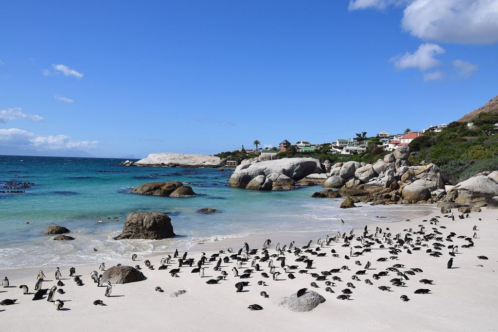 African penguins on Boulders Beach, Simon's Town