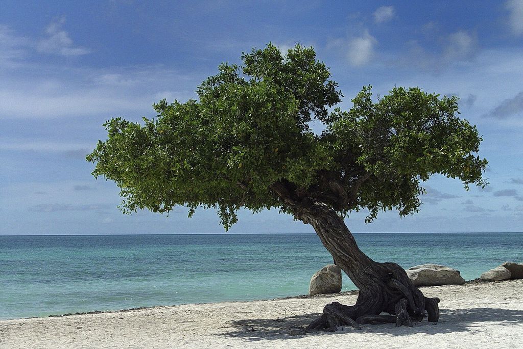 Fofoti tree on Eagle Beach, Aruba