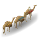 Camel caravan